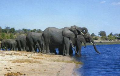 elephants