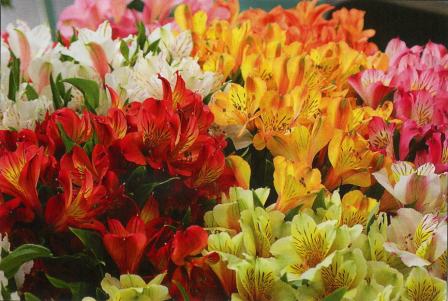floriculture_Industry_2