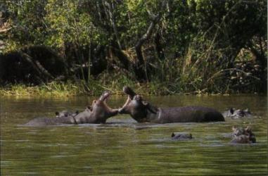hippo